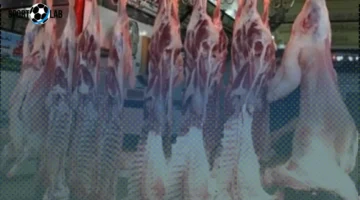 أسعار كيلو اللحمة في كفر الشيخ الأربعاء 5 نوفمبر 2025